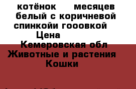 котёнок 2-3 месяцев белый с коричневой спинкойи гооовкой  › Цена ­ 2 000 - Кемеровская обл. Животные и растения » Кошки   